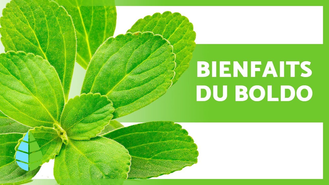 PROPRI&Eacute;T&Eacute;S M&Eacute;DICINALES du BOLDO 🌿💚 (Bienfaits et utilisations)