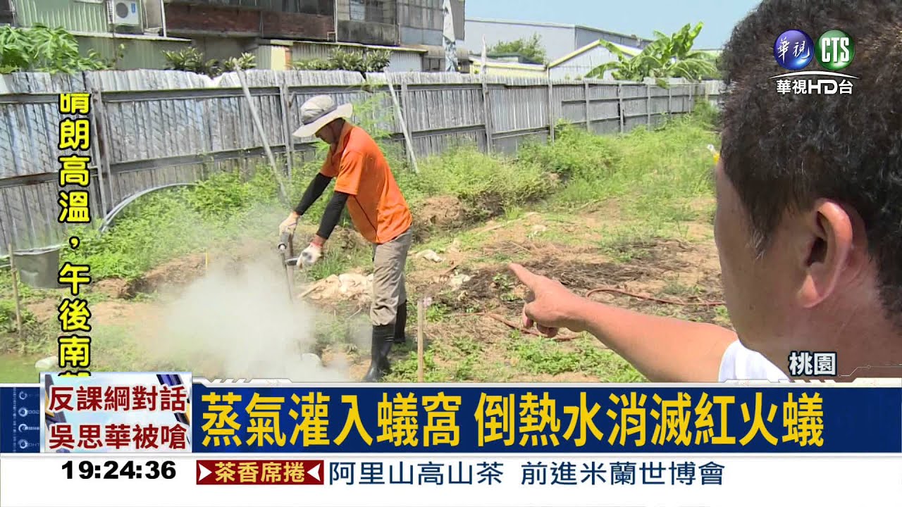 消滅紅火蟻! 