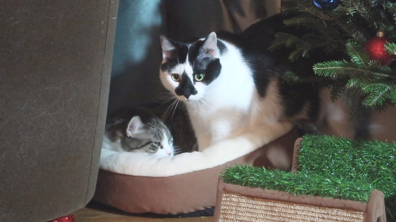 Boo Year 2 # 93 - Christmas Eve For The Cats With Mega Epic Christmas Mail Time