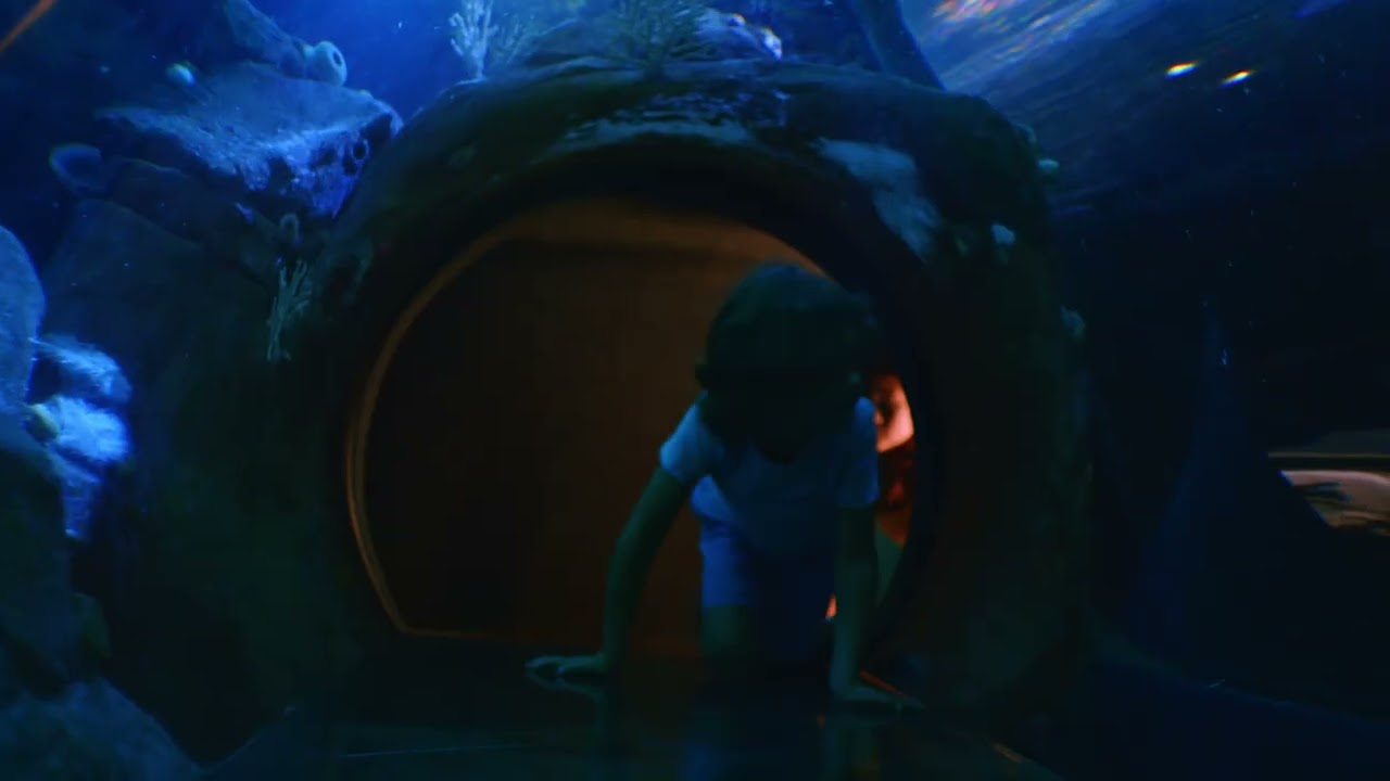Ocean Wonders, Sharks! | New York Aquarium (15h)