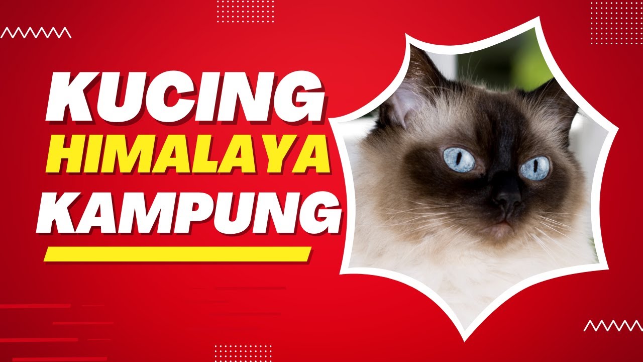 Kucing Himalaya Kampung: Cara Merawat dan Menjaga Kesehatan Kucing Anda