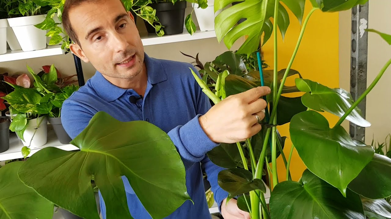 Cuidados de la planta COSTILLA DE ADÁN (Monstera deliciosa). TODO lo que necesitas saber.