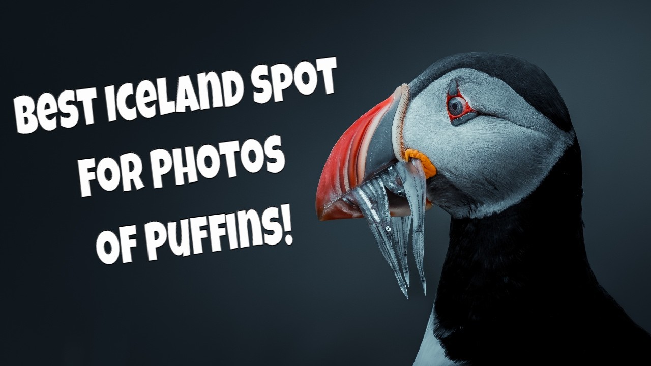 The Best Place to Photograph Puffins in Iceland is Grímsey Island!