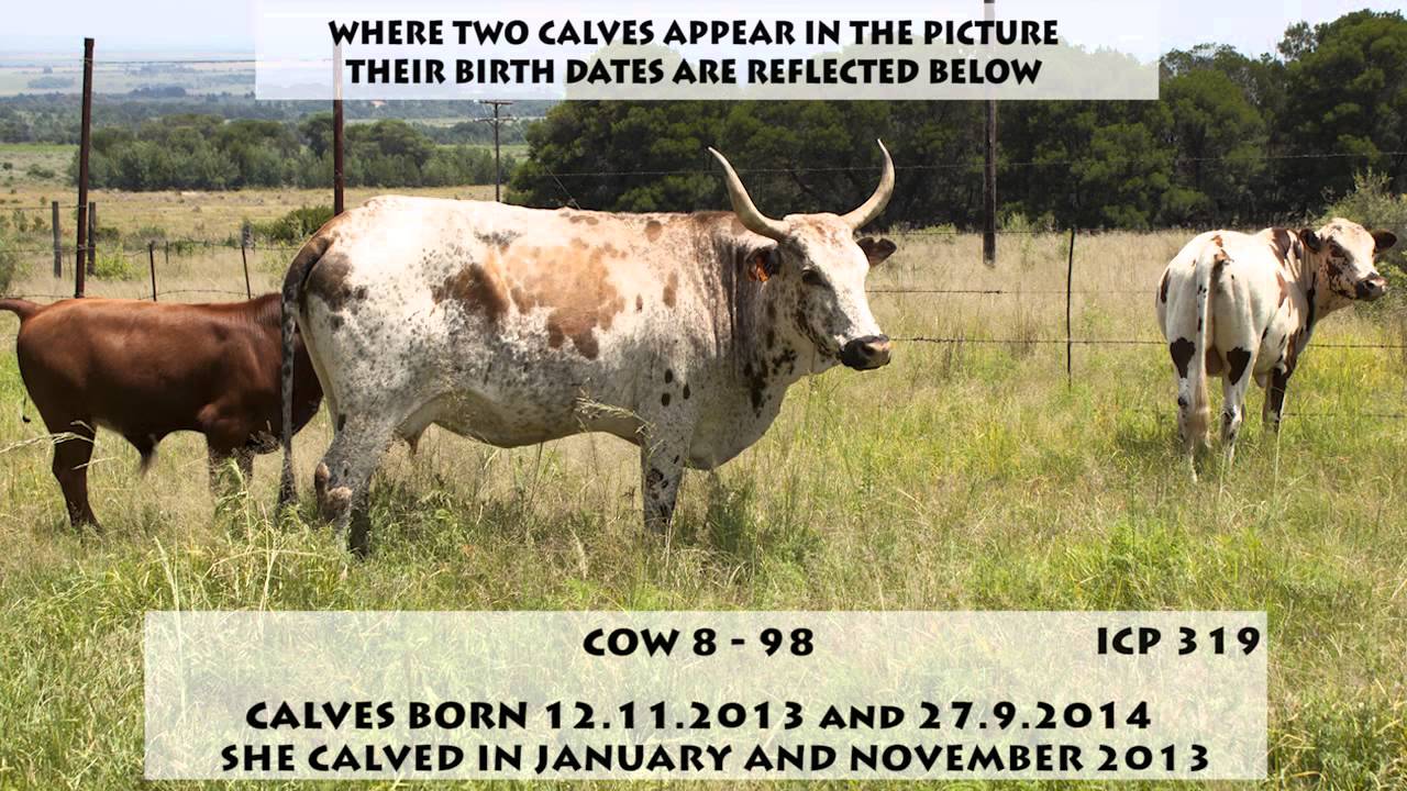 Breeding Cows With Phenomenal Fertility - Breeding Super Cows