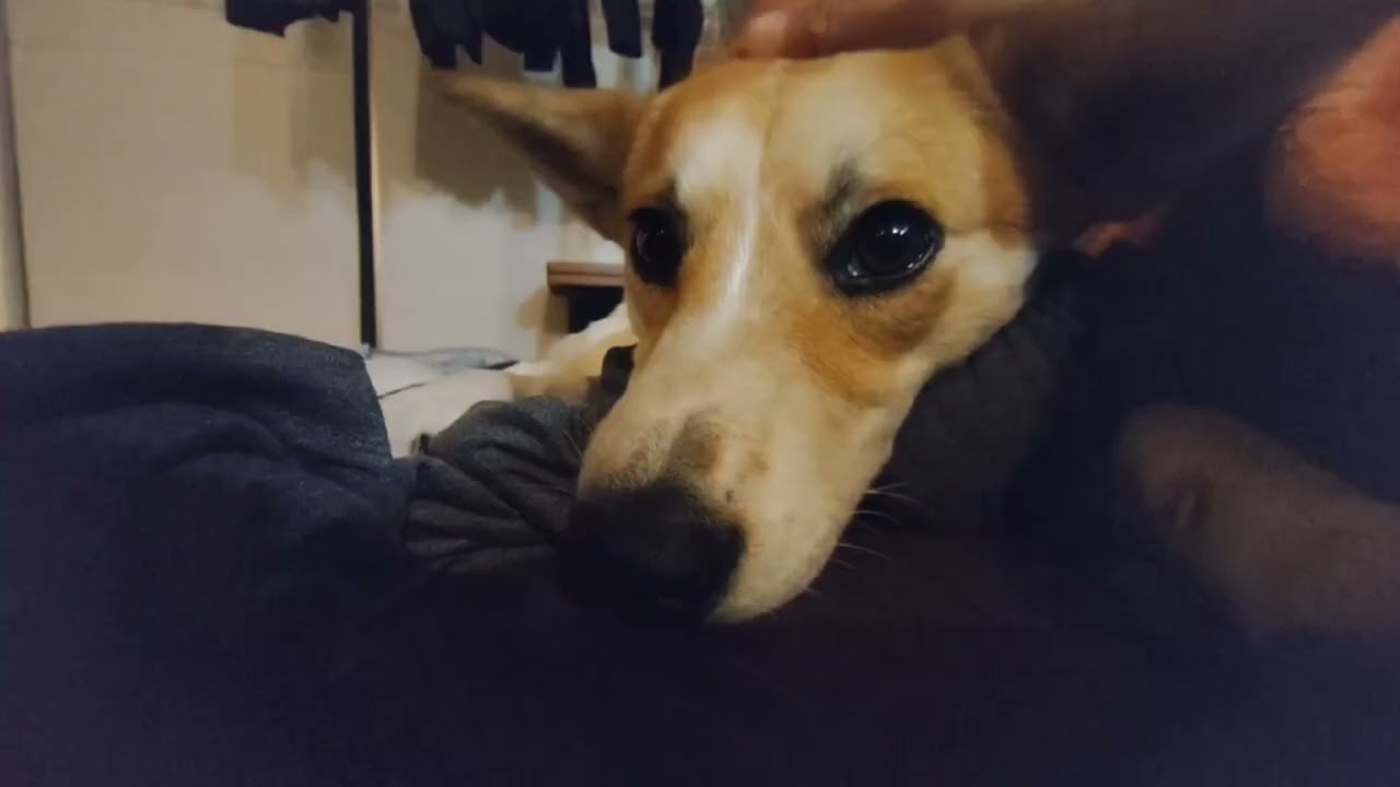 カイヌシの寝込みを邪魔する犬　#犬  #雑種　#日常 #チル