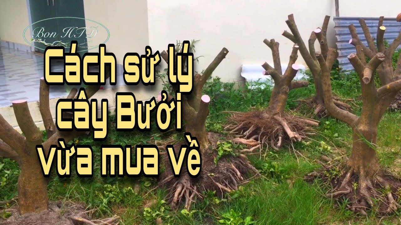 Cách xử lý cây bưởi vừa  mua về || Bon HTD