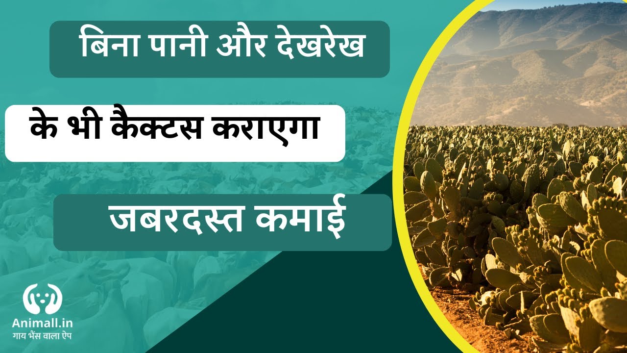 कैक्टस की खेती मचा रही है धूम, 64 हजार रुपए लीटर है कैक्टस का तेल। Cactus Farming ||