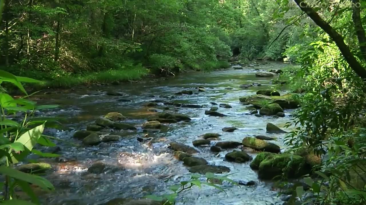 Sonidos de la naturaleza, Agua, Rio, P&aacute;jaros, Aves, Sonidos para relajarse. Sonidos para dormir