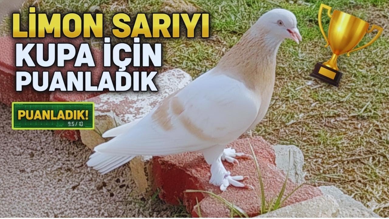 MUTLAKA İZLEYİN | KUPA İÇİN PUANLADIK SONUÇ ENTERESAN LİMON SARI.