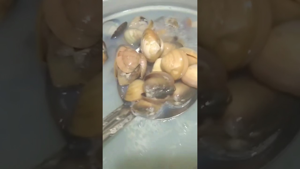 மட்டி கறி சமைப்பது எப்படி / matti kari recipe in tamil / spicy fried clams / சிப்பி கறி