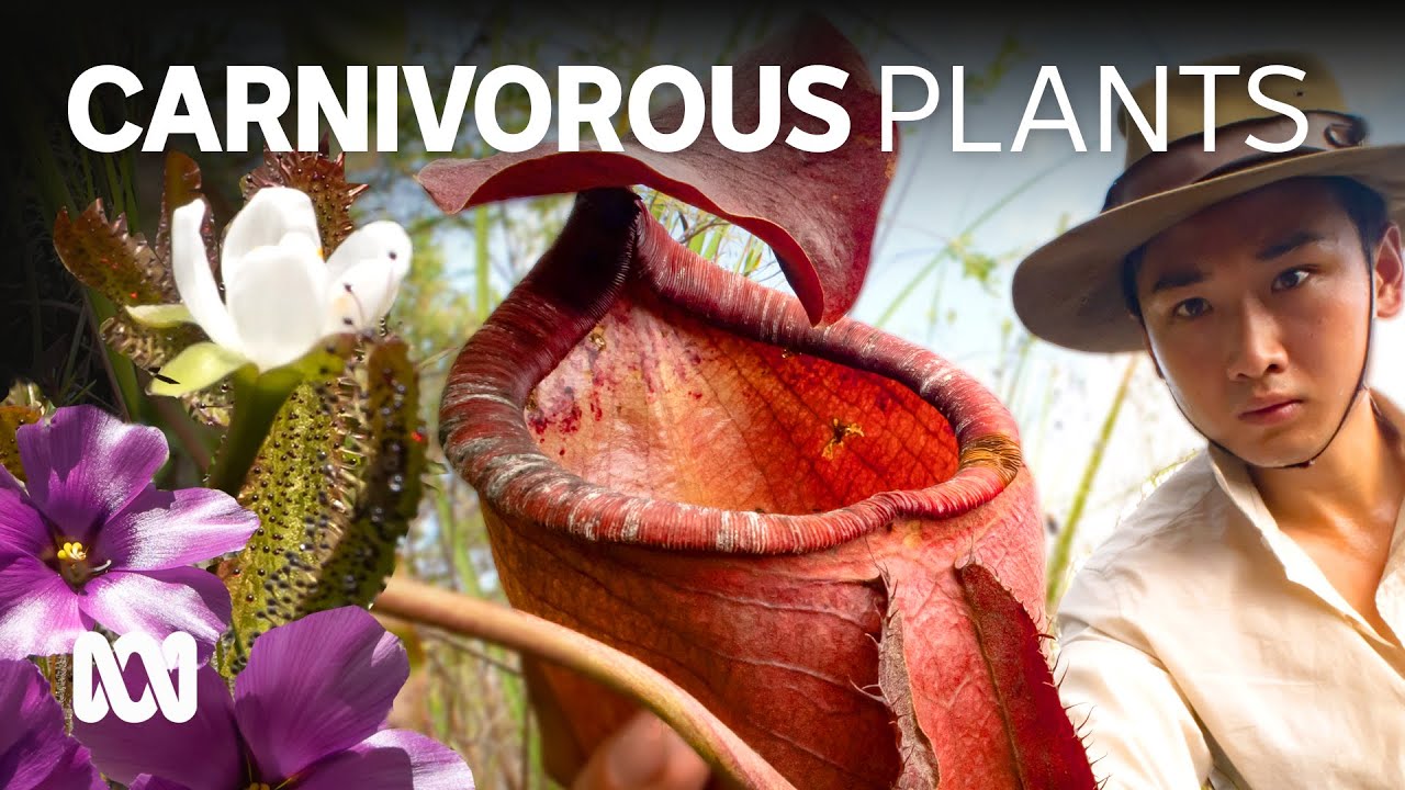 Australia is a hotspot for carnivorous plants. They're living right under your nose 🌼| ABC Australia