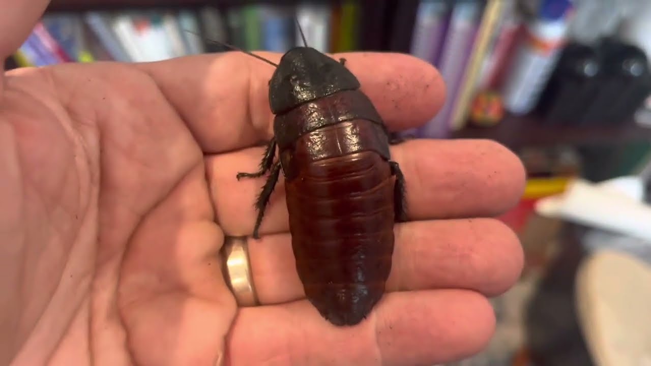 Madagascar Hissing Cockroach: Vivarium Set-Up.