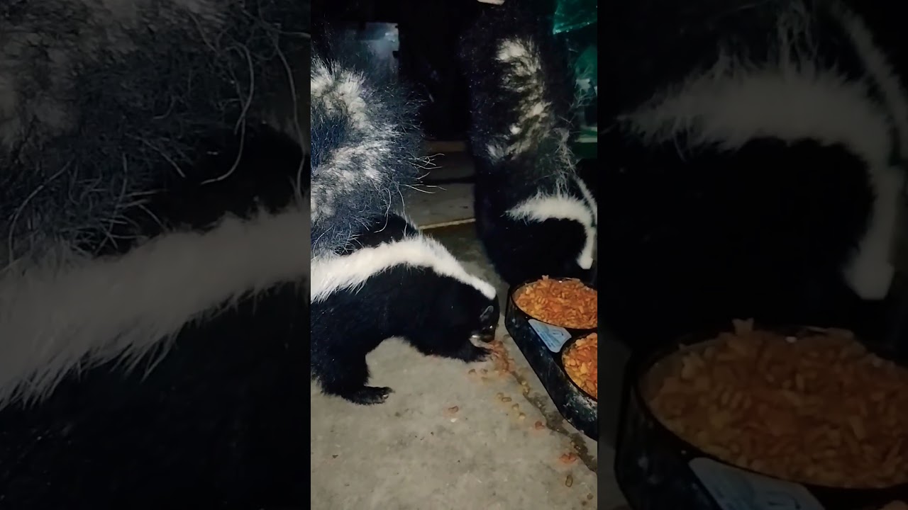 Skunks eating dry food #animals #shortvideo #shorts