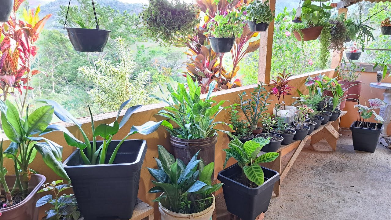Minha varanda verde🥰:atualizações, plantas novas replantes