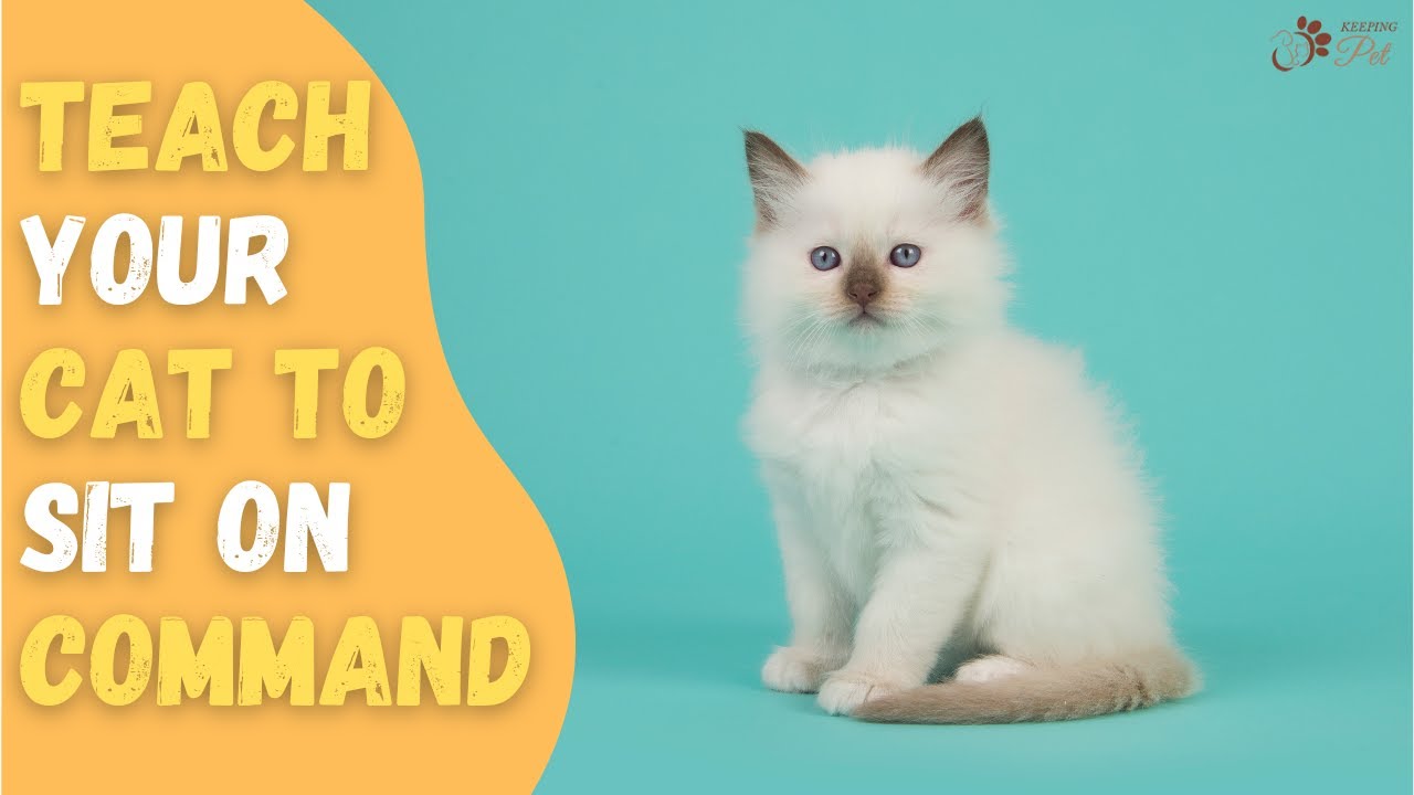 CAT REALLY SITS ON COMMAND? | How to Teach a Cat to Sit on Command!