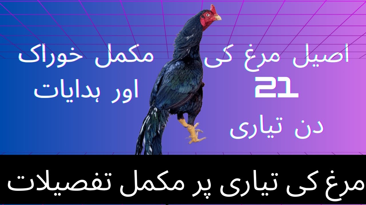 How to train roaster || مرغ کی خوراک اور 21 دن تیاری