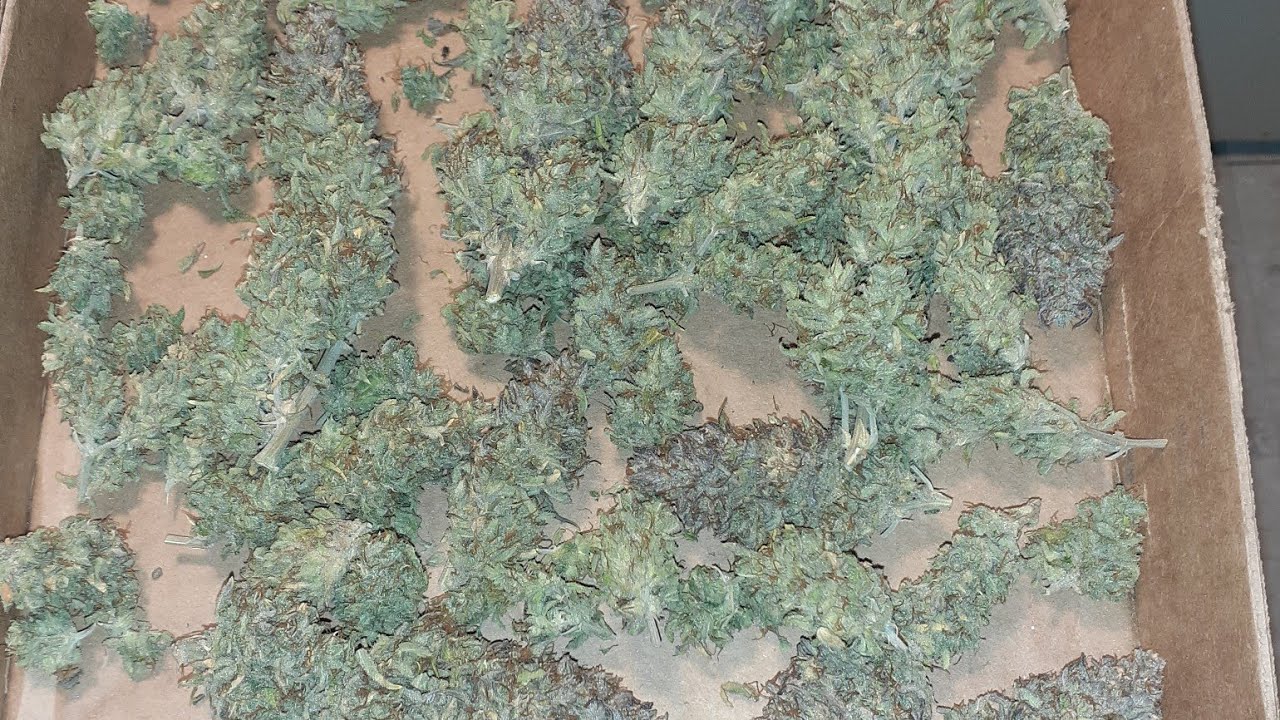 Amsterdam marijuana seeds Forest fruit autoflower bonsai grow. medical marijuana sign out.