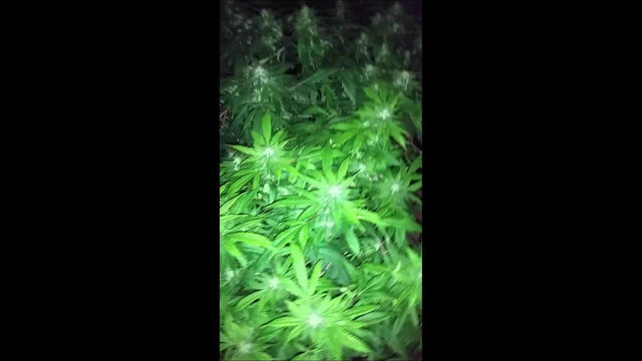 Sour Kush bubba kush