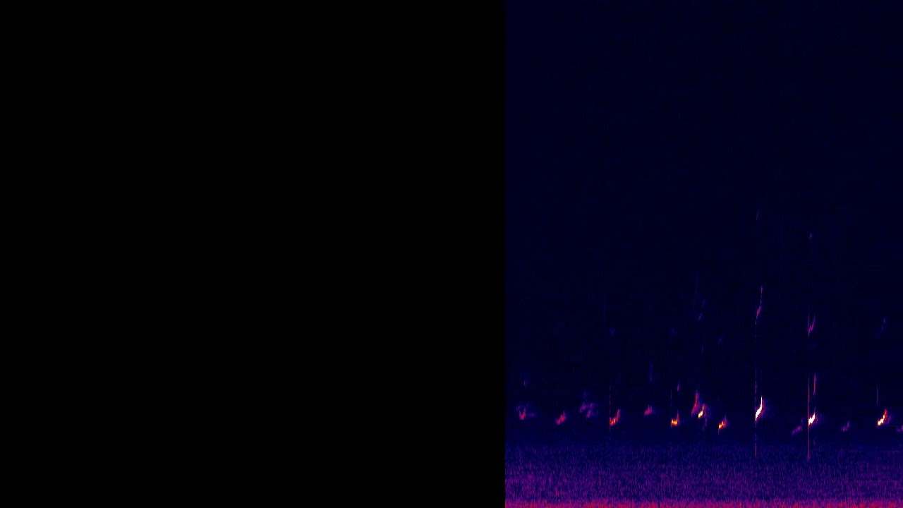 Curlews over Lancaster, 24th February 2026, 0206