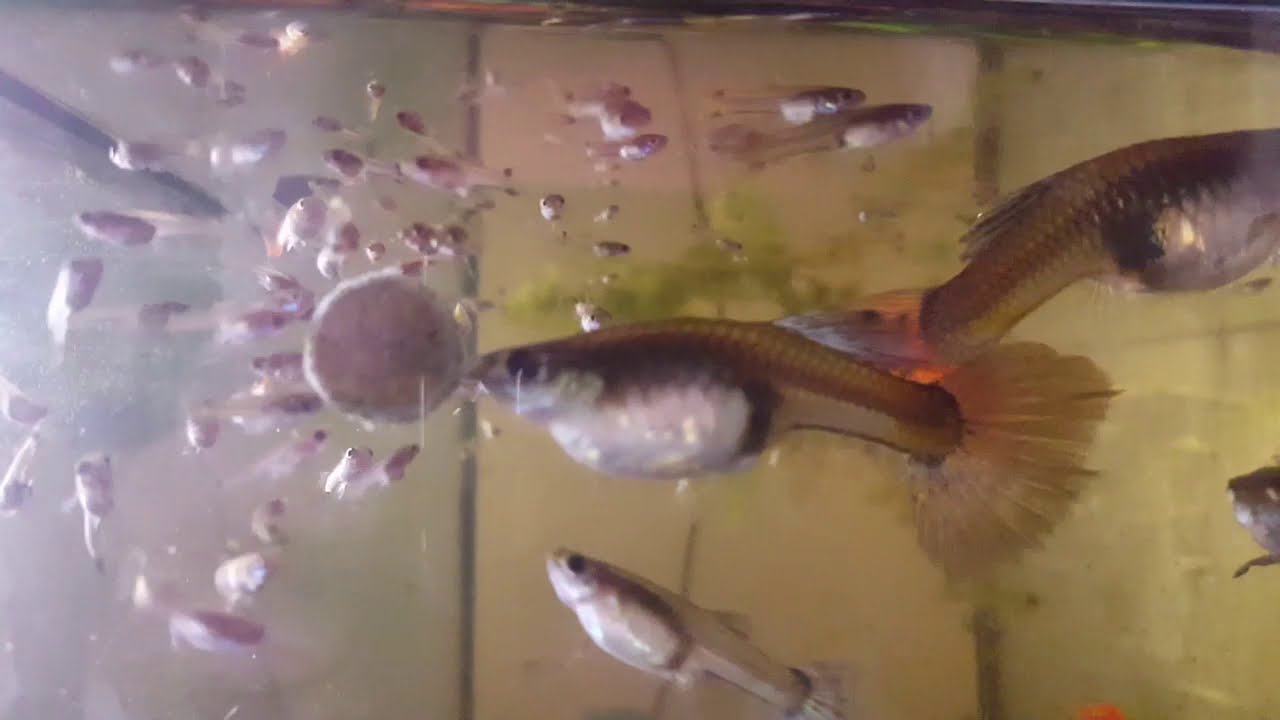 gupiki młode pora karmienia gupikarium,narybek Gupika