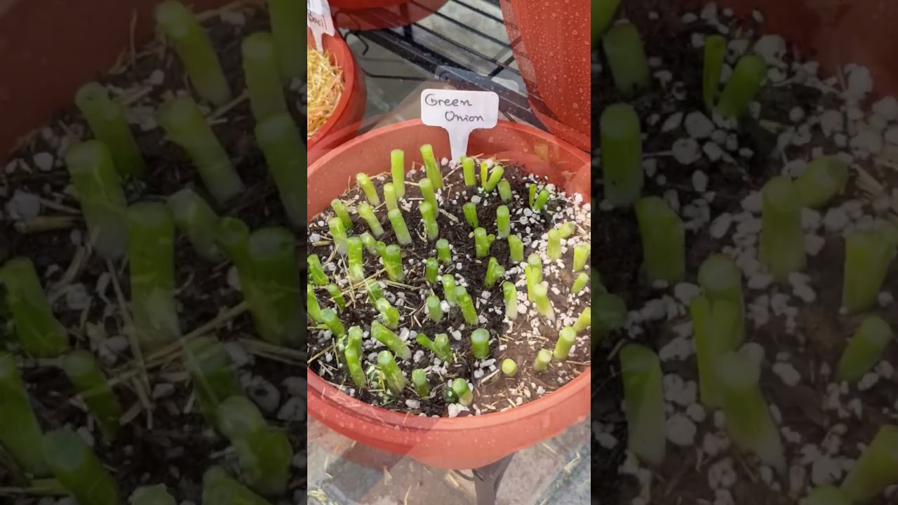 Growing Green Onion from Scraps! #shortvideo