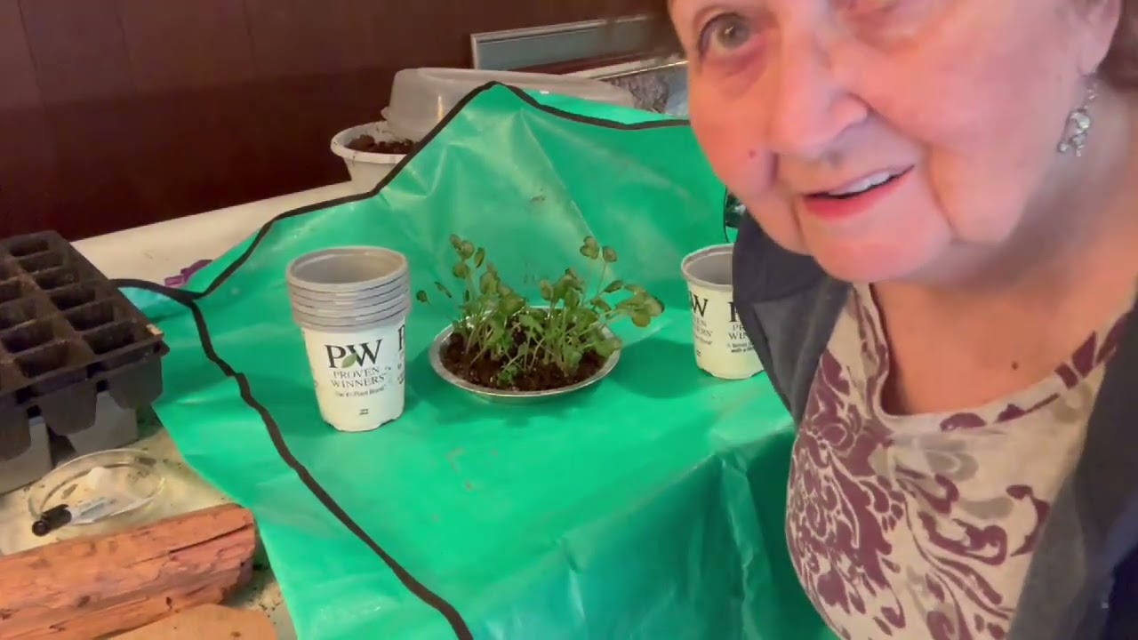 Late February chit chat and Ranunculus potting up