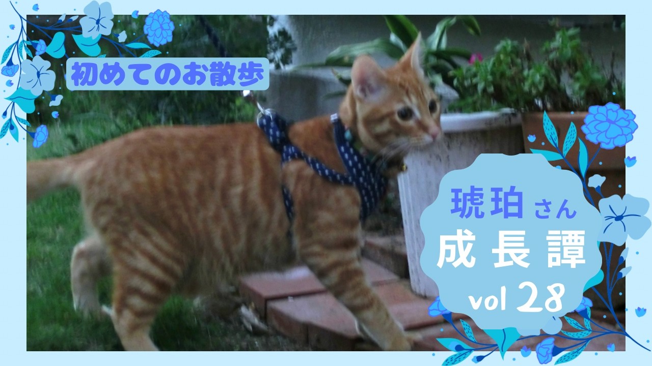 成長譚vol２８　琥珀さん誕生〜１０年間の記録『初めてのお散歩』