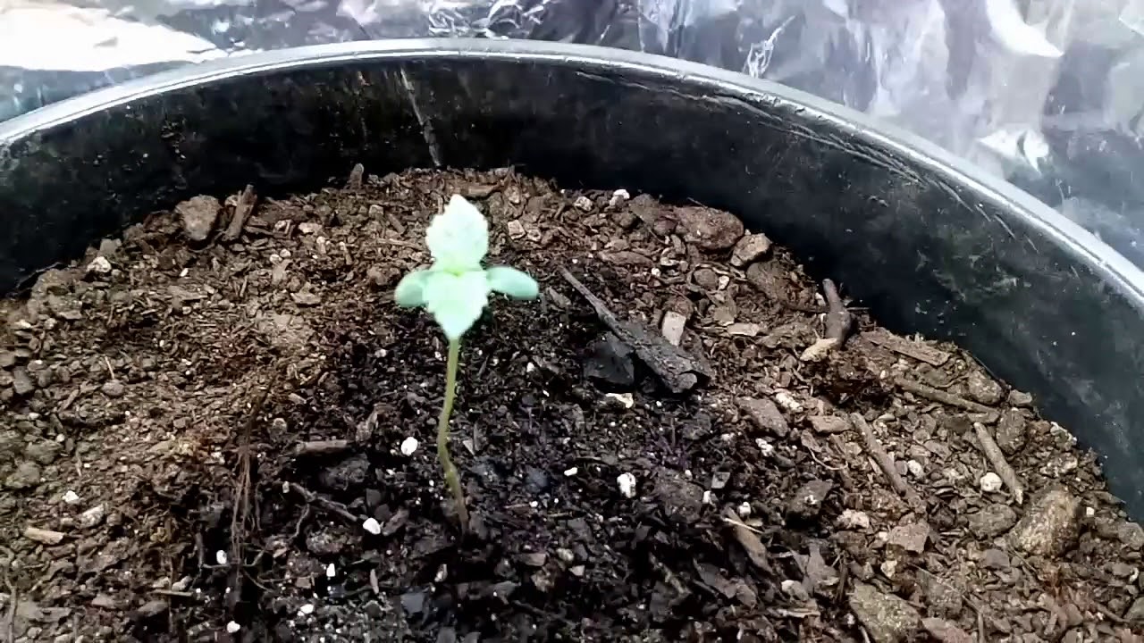 &Epsilon;&beta;&gamma;&alpha;&lambda;&alpha; &tau;&omicron; '&gamma;&upsilon;&psi;&omicron;' &alpha;&pi;&omicron; &tau;&omicron; &lambda;&omicron;&upsilon;&lambda;&omicron;&upsilon;&delta;&iota; (weed plant Auto Anesthesia)
