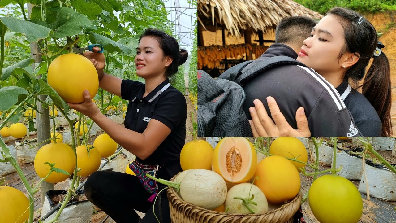 Boyfriend works far away - Harvest Cantaloupe alone  Go to the market to sell | Build green life
