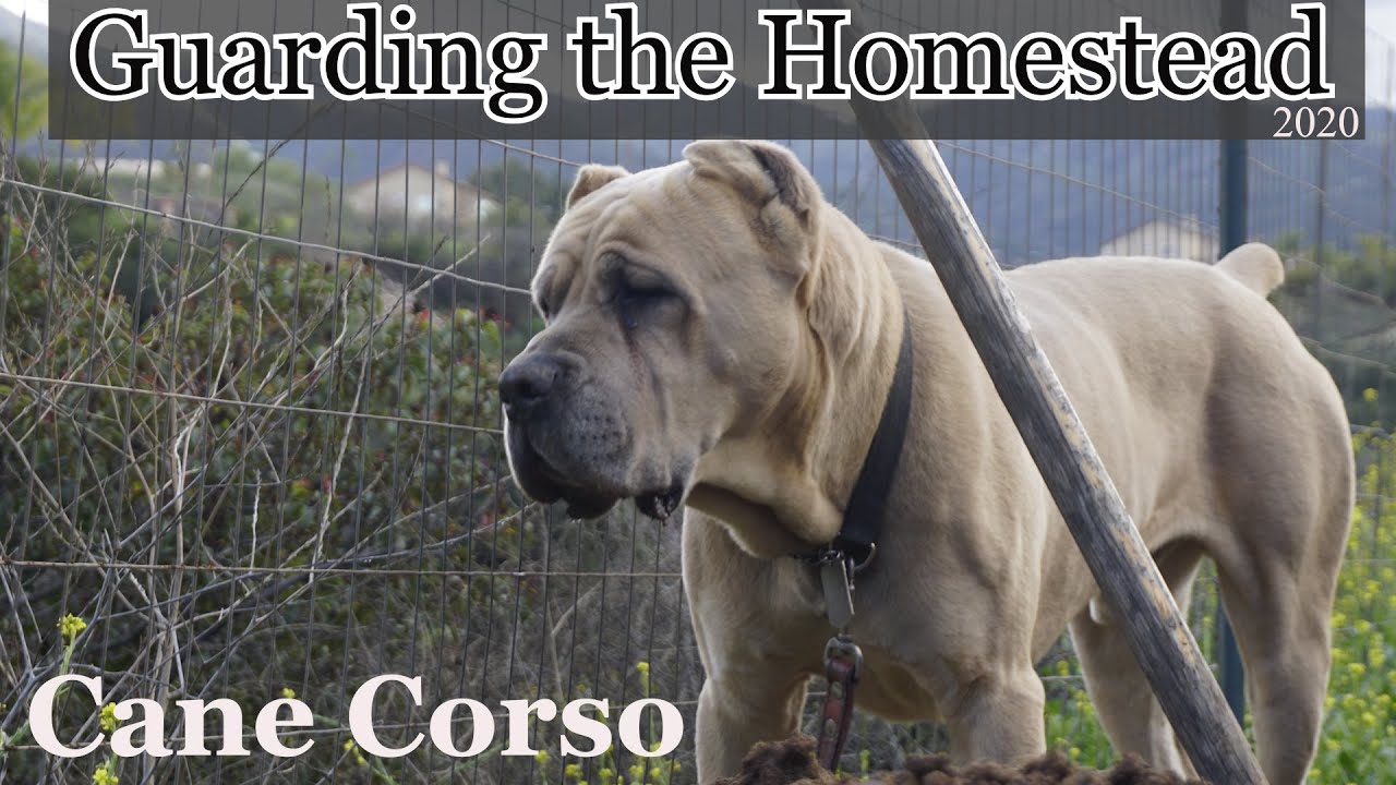 2020 - CANE CORSO Guard Dog patrols the homestead - How to teach your dog to guard and protect.