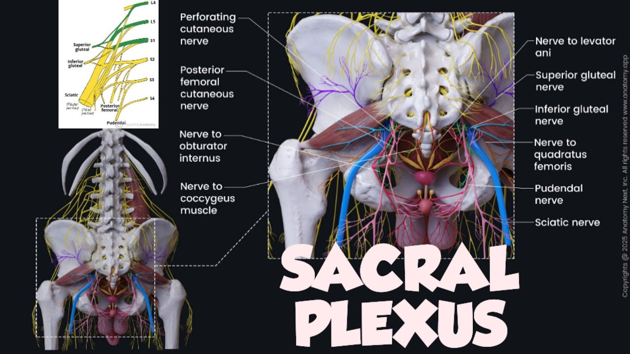Sacral Plexus: Formation, Branches and Clinical Anatomy MBBS+BAMS+BHMS+BUMS #medical  #trending
