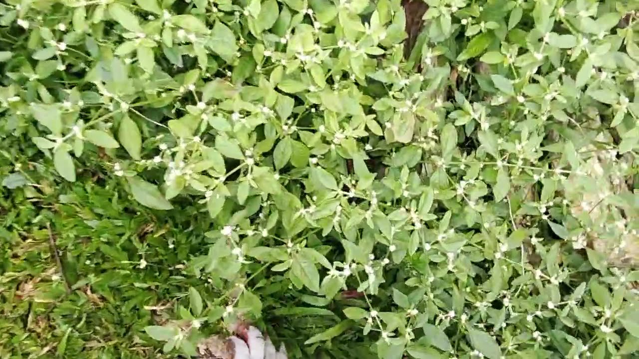 Grass Cutting ASMR?? Tall Grass