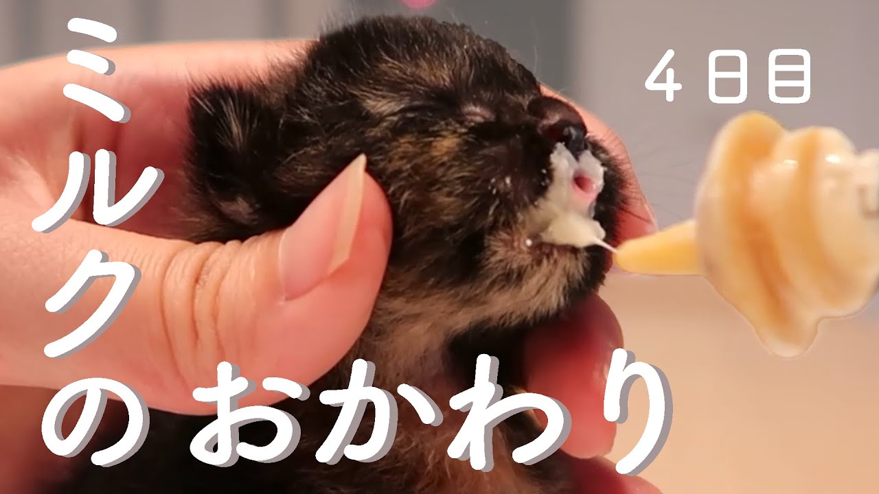 柑橘兄妹　お預かり４日目　保護猫ミルクボランティア