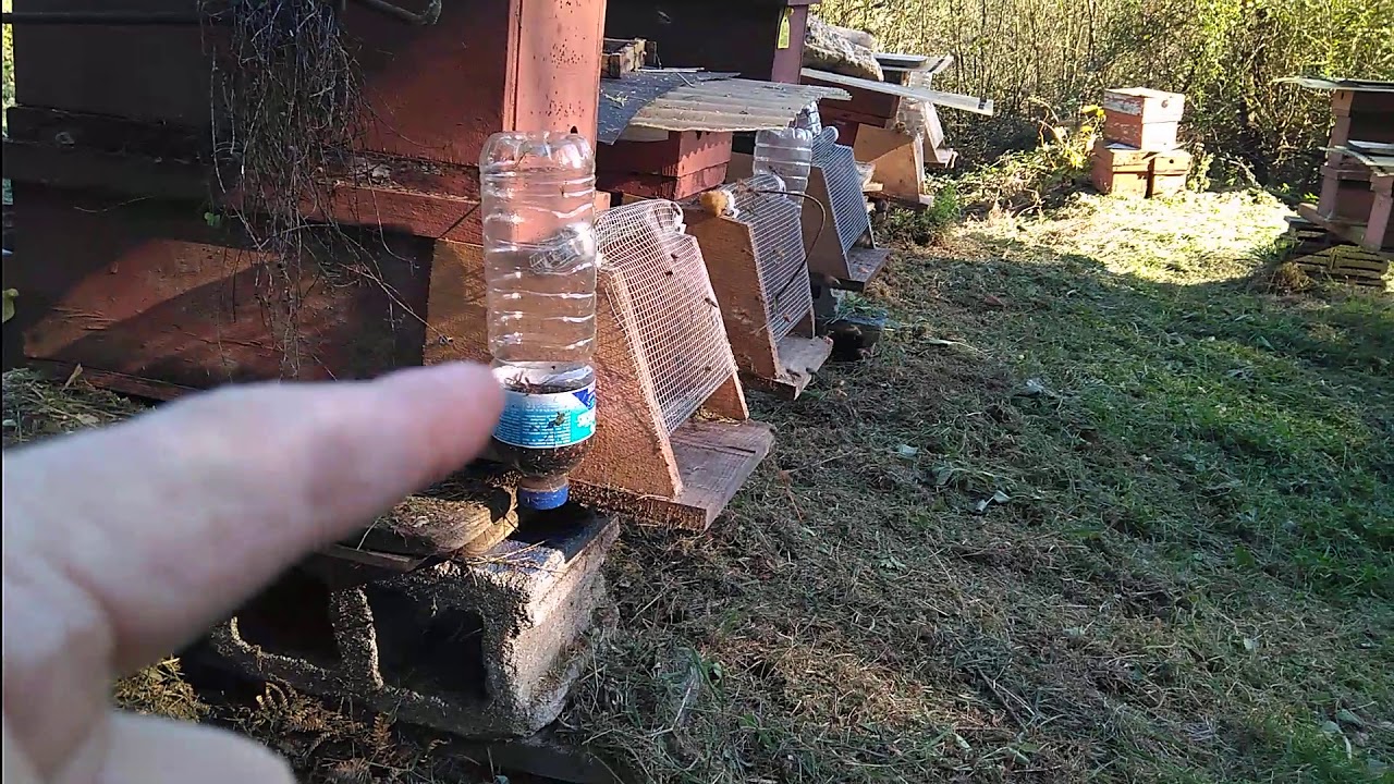abejas saliendo a media sombra, trampa para avispas, captura.....rata😱