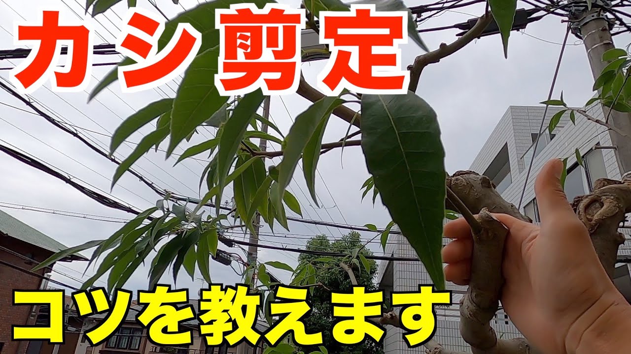 シラカシで枝抜き剪定のコツを細かく解説します！【庭師　剪定　pruning　10月　カシ　樫】