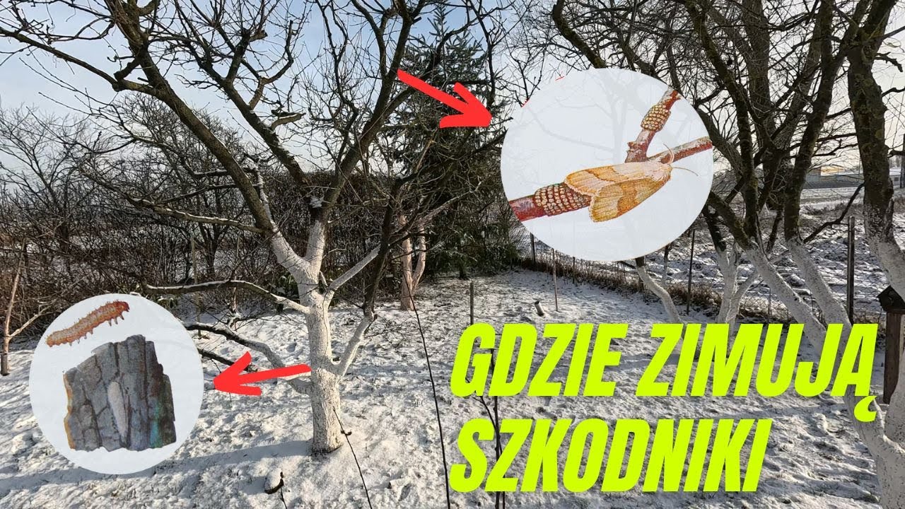 Gdzie i jak zimują szkodniki drzew owocowych. Jak je zwalczać