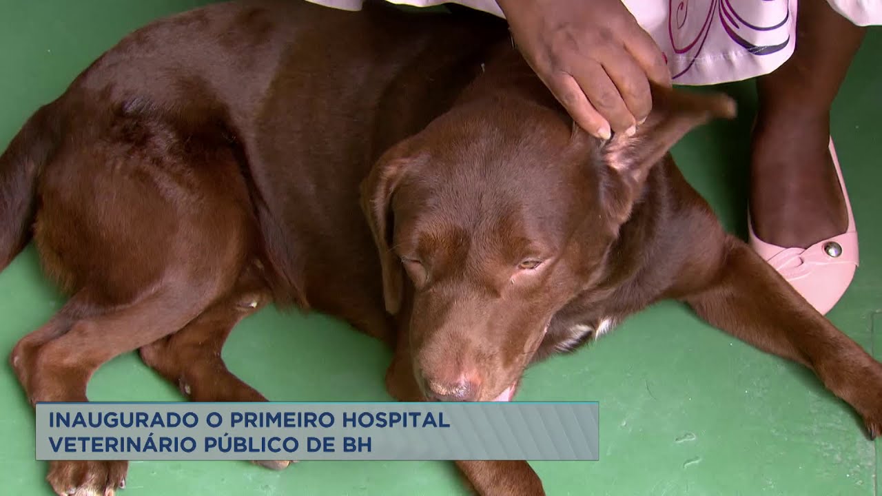 Primeiro hospital veterinário público de BH é inaugurado