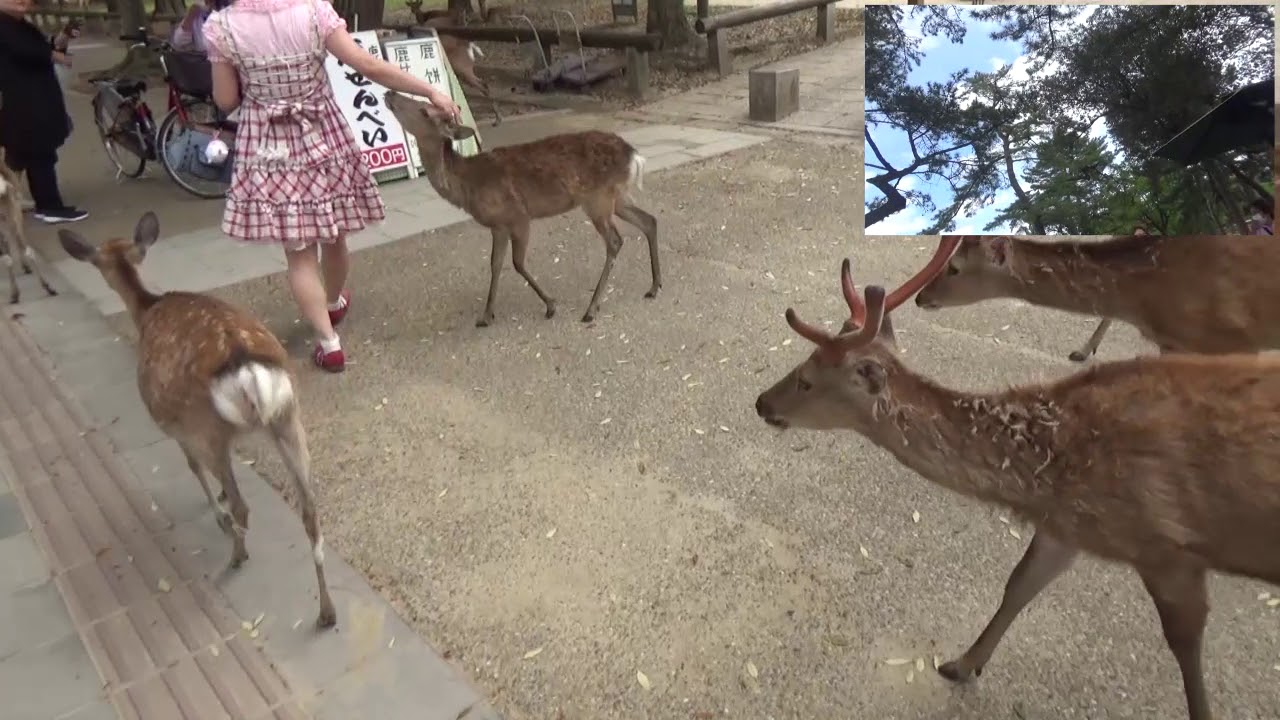 5月22日奈良公園の鹿せんべいあげに行ってきたよ☆第１話