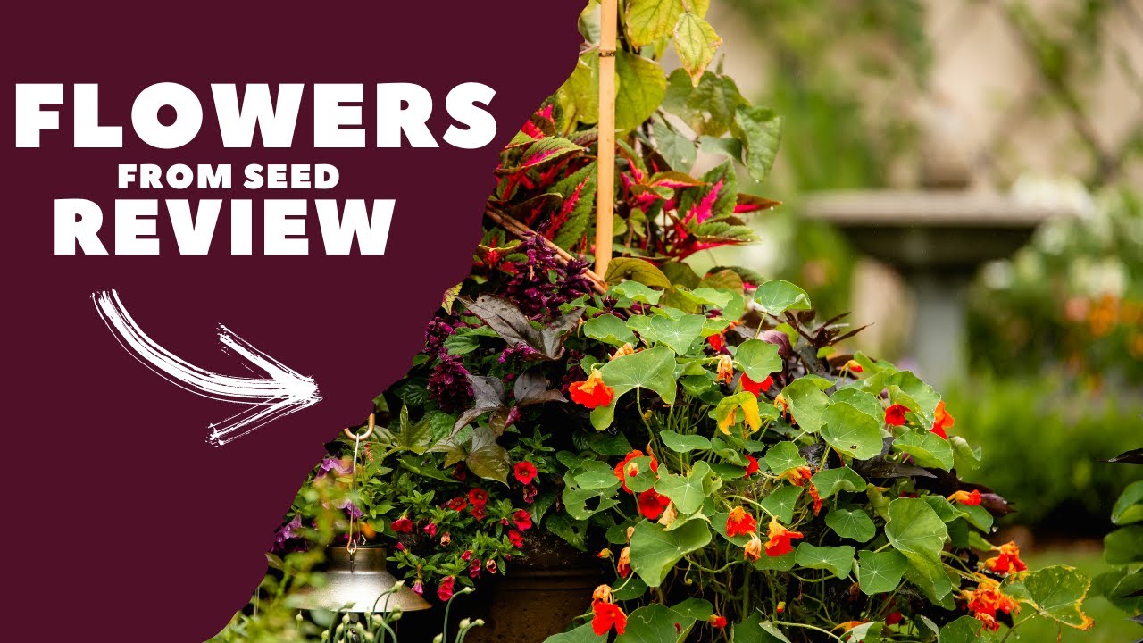 Annual Flowers from Seed 2021 REVIEW! 💐🌱🌿🌻 Will I try them again?