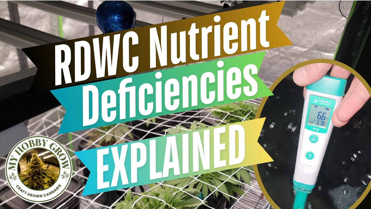 RDWC Nutrient Deficiencies Explained - High PPM, Low pH, Trellis Training Update. Lets Grow Hydro!