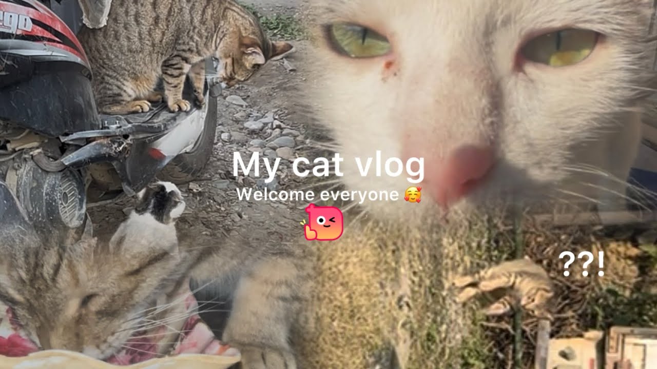 Cat vlog||Day with my cats 🐈‍⬛ 🐈