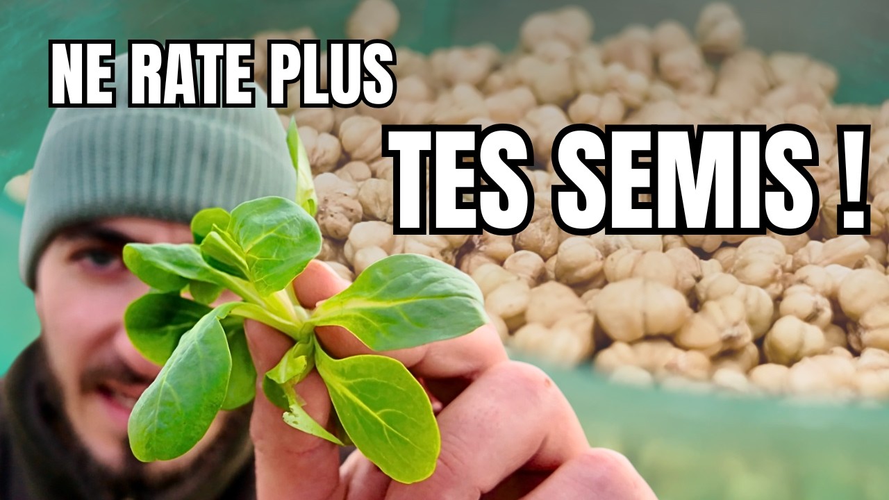 Semis de Mâche : Tous les SECRETS pour une LEVÉE PARFAITE