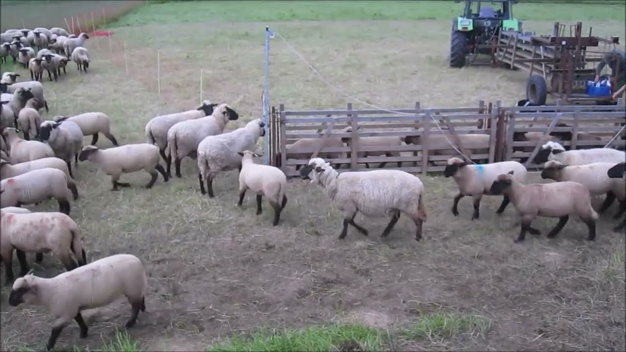 Schafe und Lämmer Behandlung