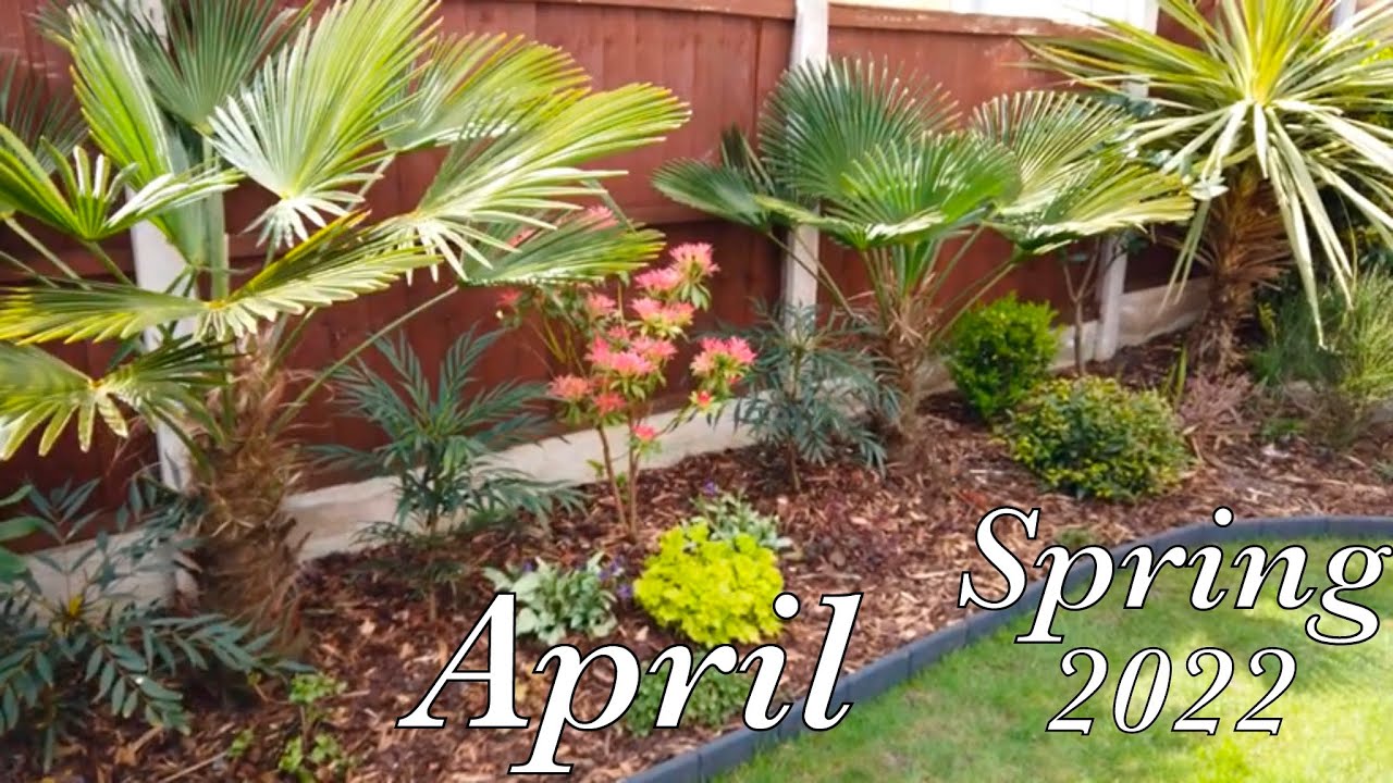 April spring garden tour update in my walled garden 2022