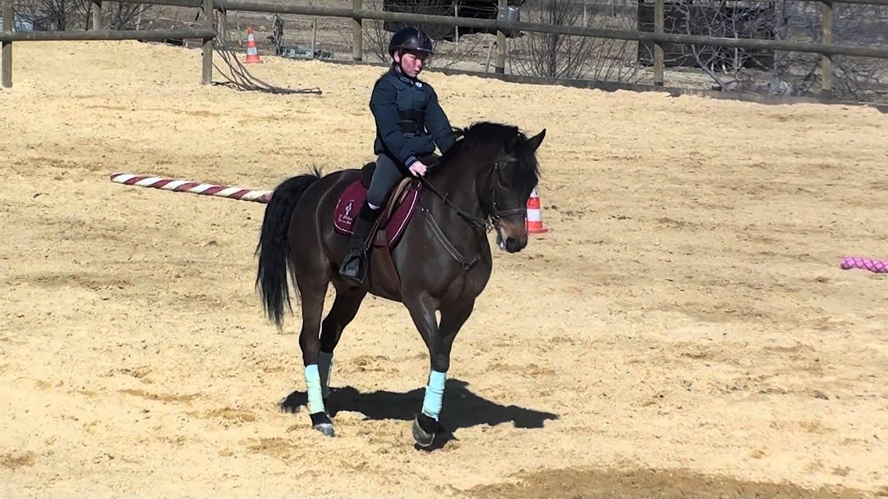 reprise dressage galop 7