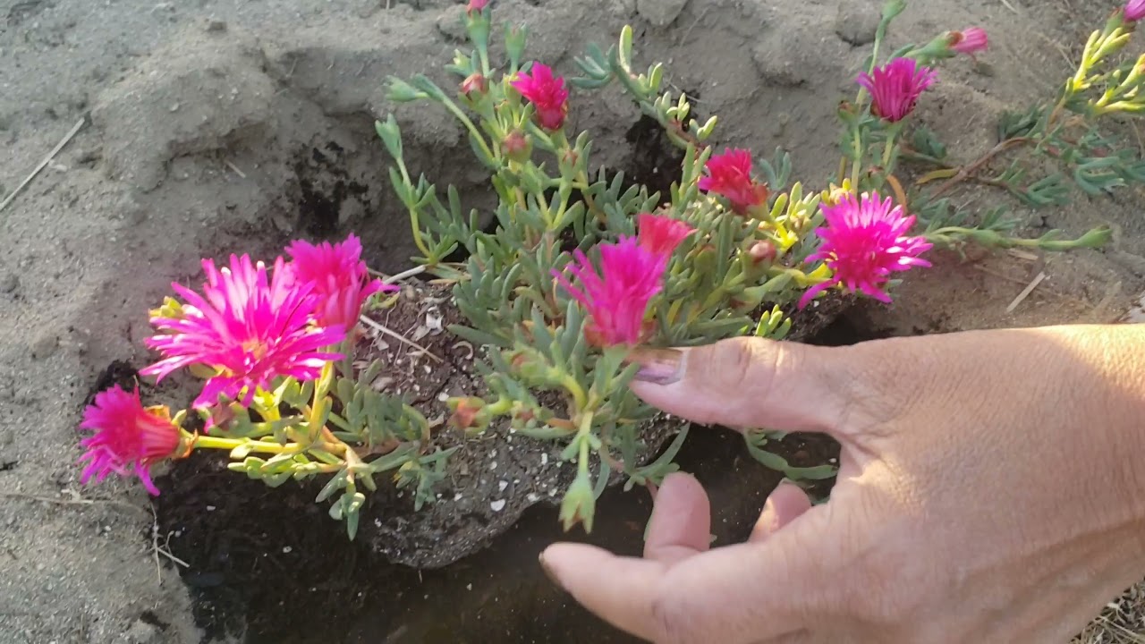 Planting Beautiful Ice Plants in our Homestead