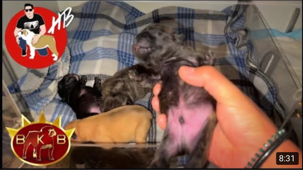 Como prevenir el Pecho Plano en BULLDOGS