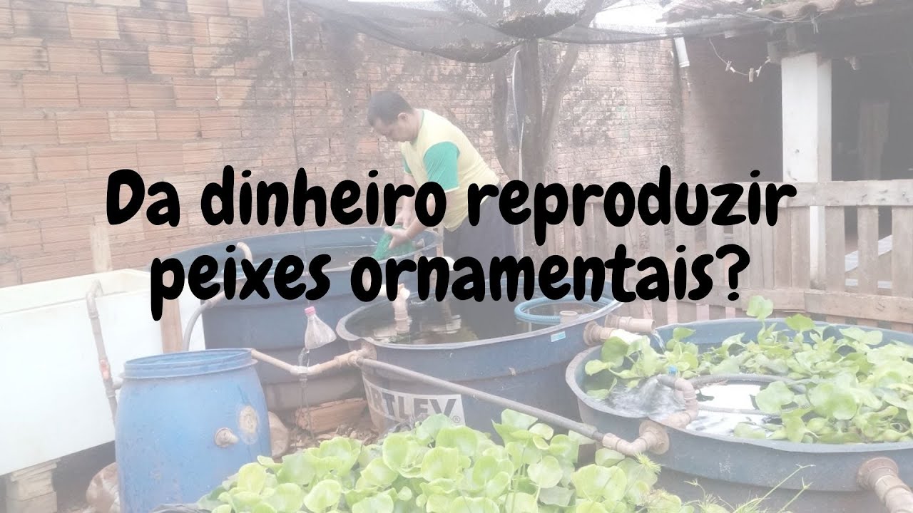 Da dinheiro reproduzir peixes ornamentais?