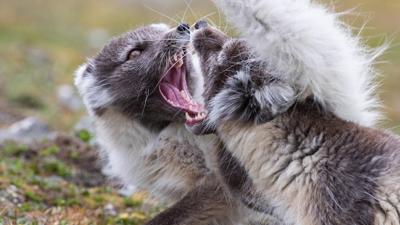 Arctic fox, Svalbard