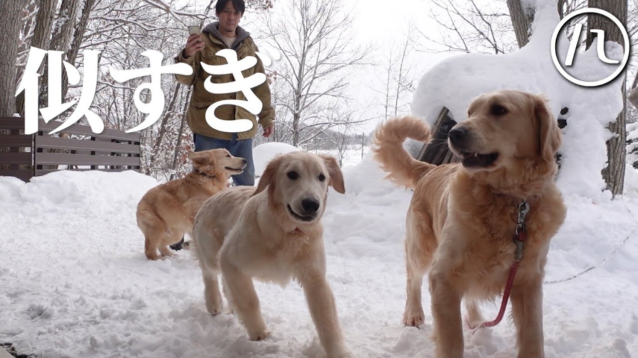【愛犬の里帰り】ここまで似てるとは思いませんでした。【ゴールデンレトリバー】【北海道】【大型犬パピー】